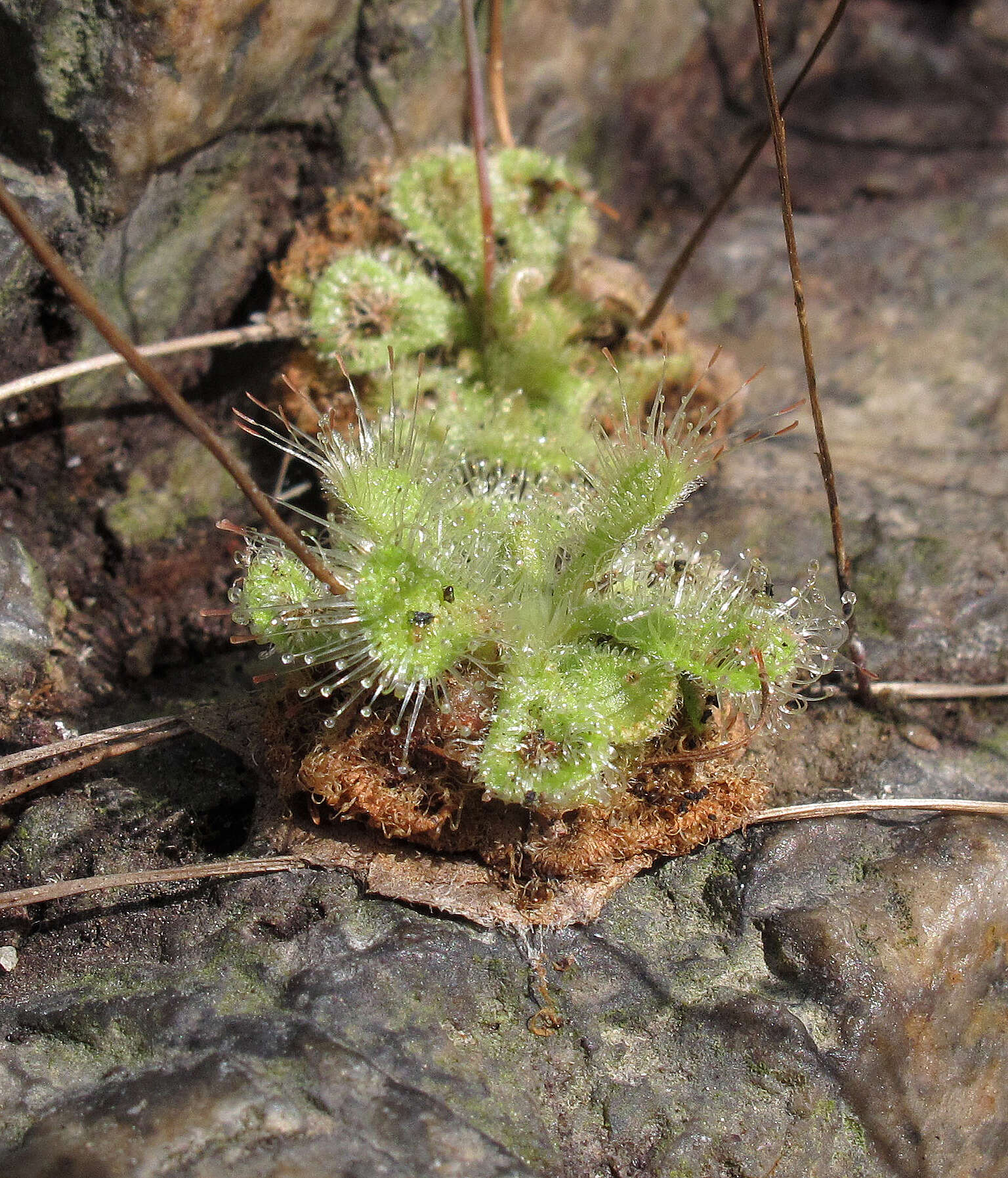 Image of <i>Drosera burmanni</i>