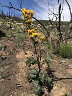 Image of Gander's ragwort