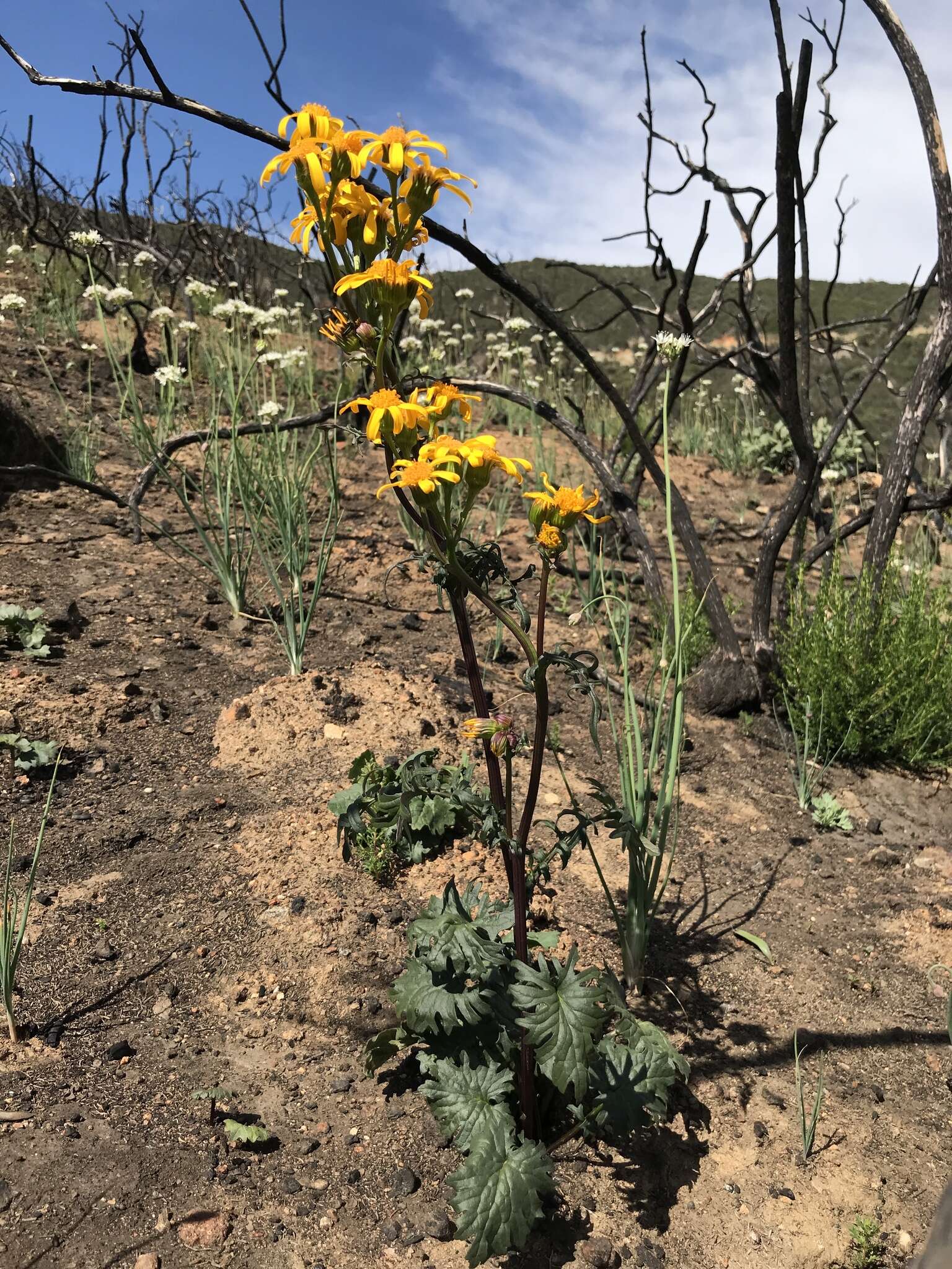 Image of Gander's ragwort