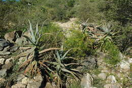 Aloe divaricata A. Berger resmi