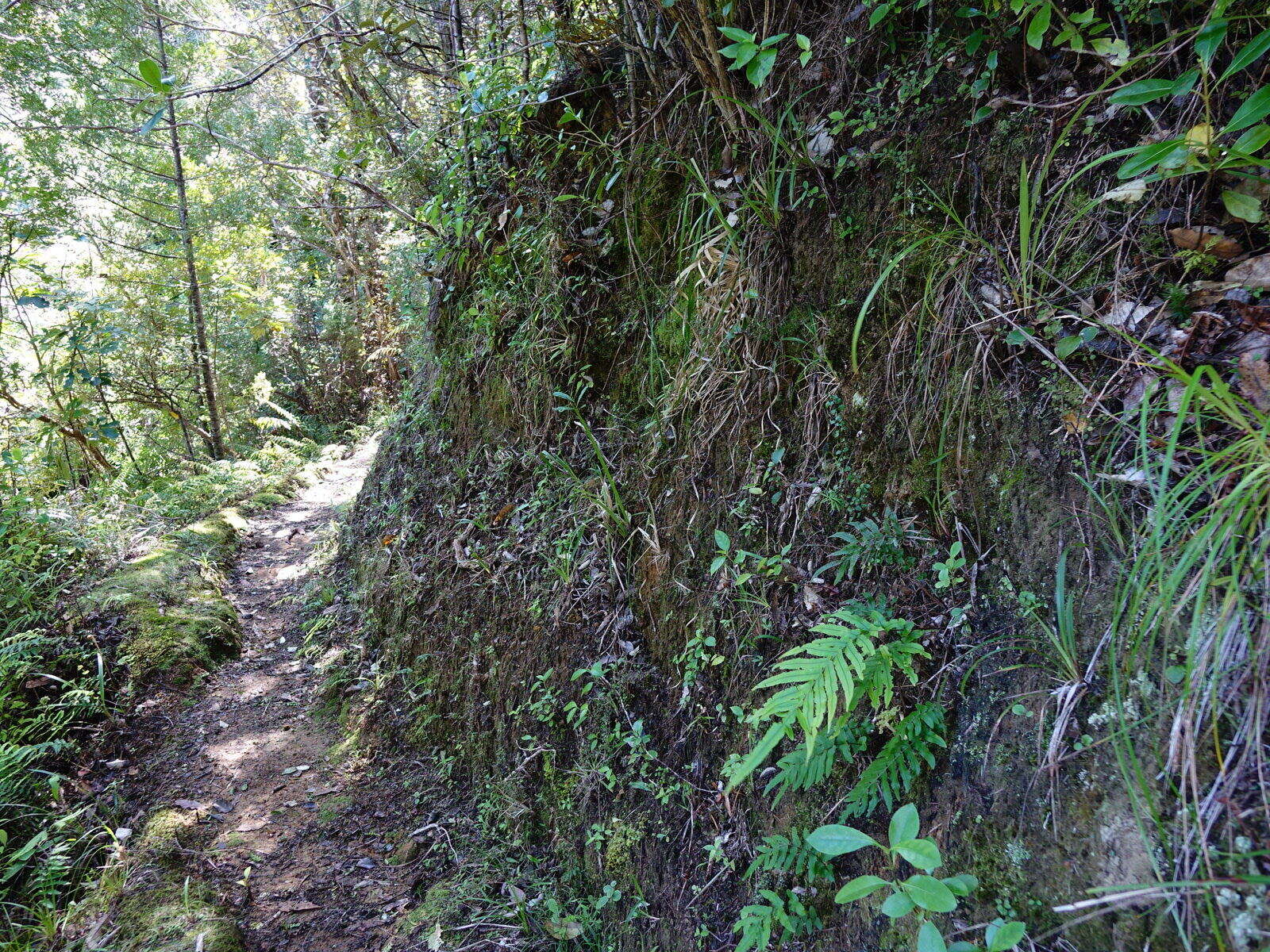 Image of Gaultheria antipoda Forst. fil.