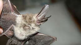 Image of Ozark big-eared bat