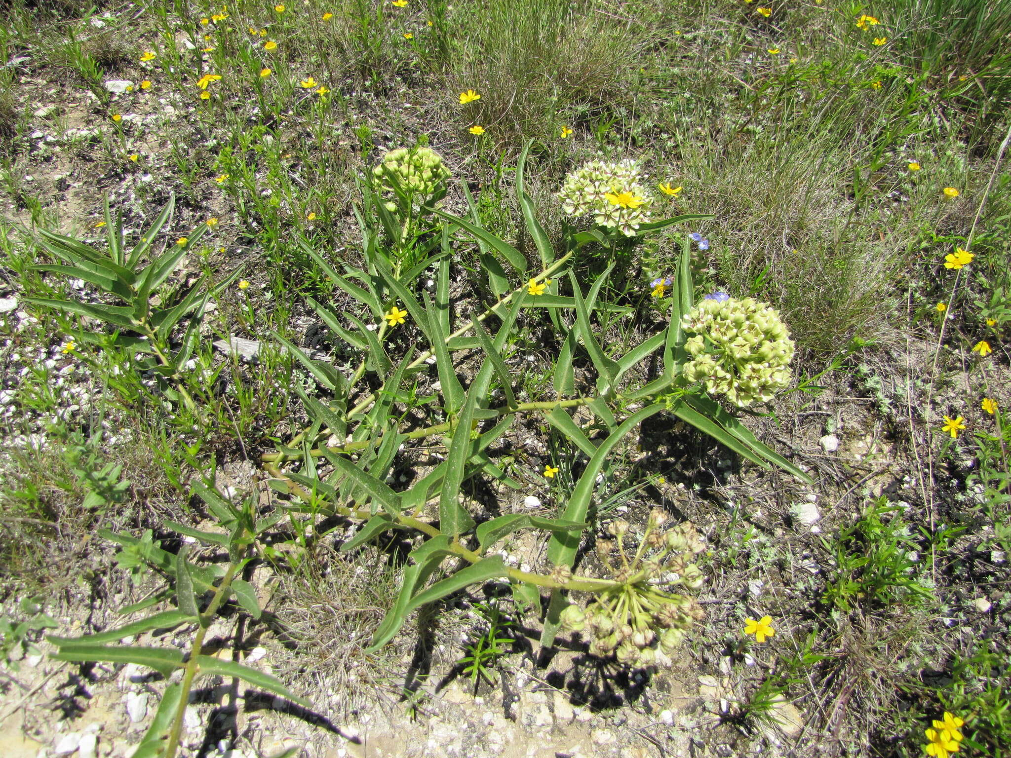 Слика од Asclepias asperula subsp. capricornu (Woods.) Woods.