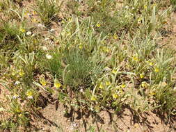 Image of Hermannia lancifolia Szyszyl.