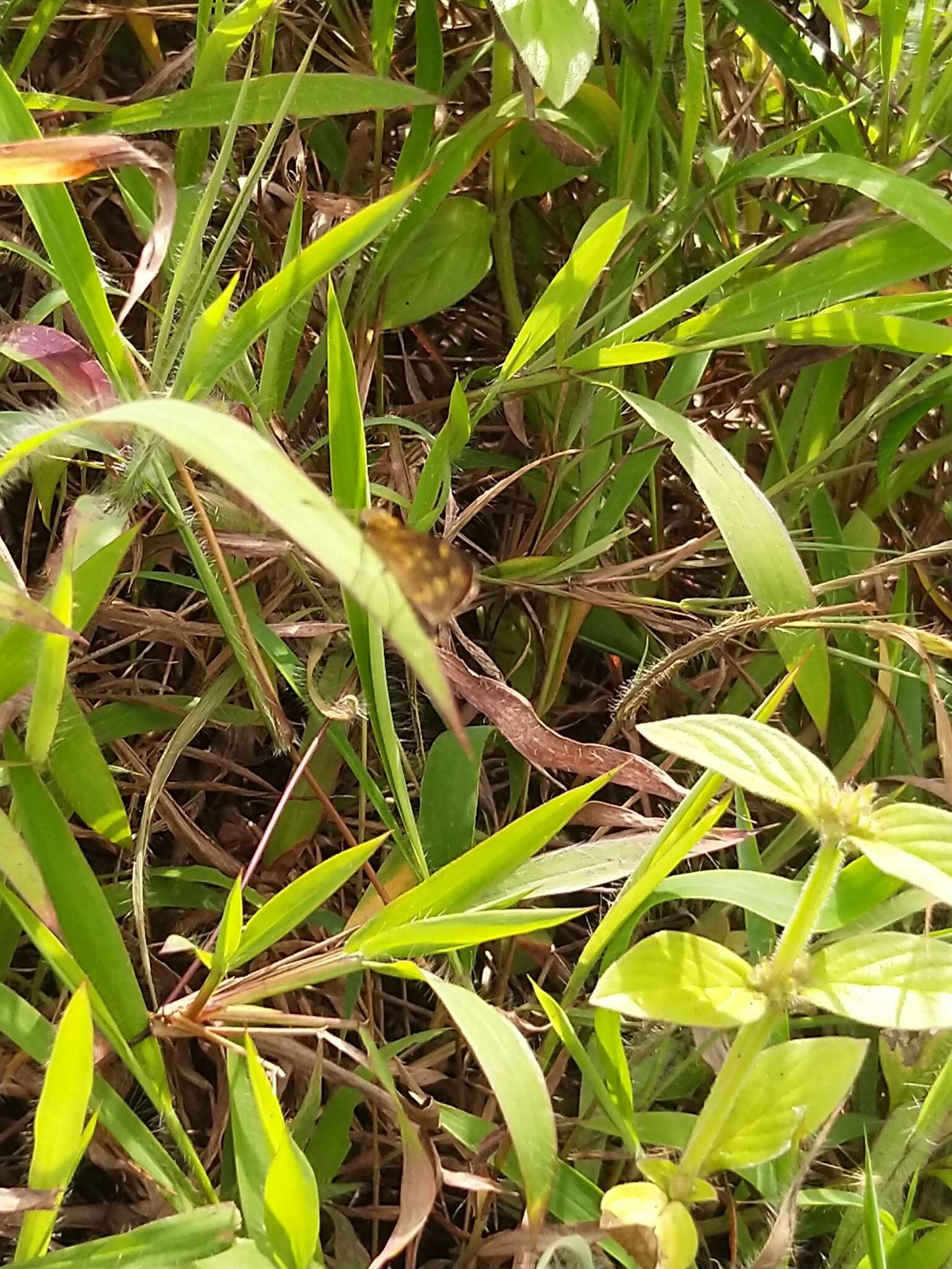 Image of Tamil grass dart