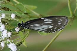 Euploea hewitsonii Felder & Felder 1865的图像