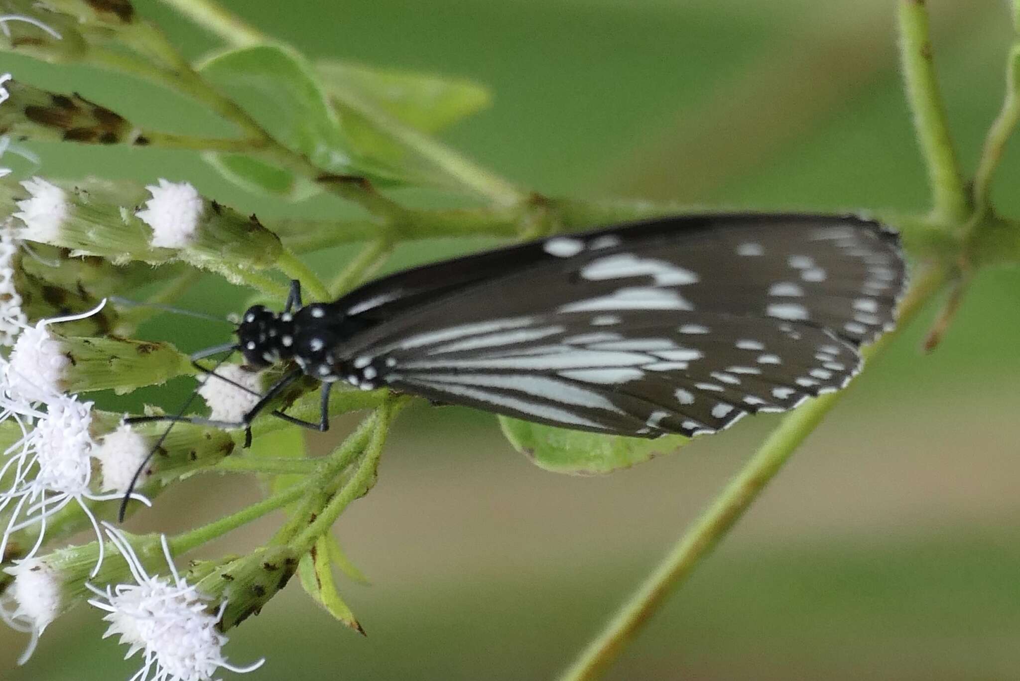 Euploea hewitsonii Felder & Felder 1865的图像