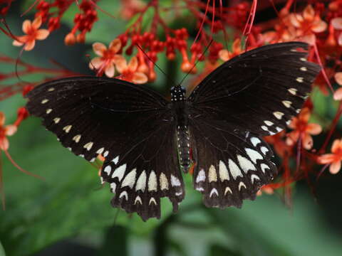 صورة Papilio dravidarum Wood-Mason 1880