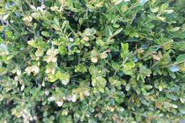 Image of Boxwood leafminer