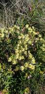 Image of <i>Leucadendron <i>lanigerum</i></i> var. lanigerum