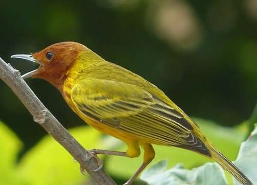 Image of Setophaga petechia aequatorialis (Sundevall 1869)