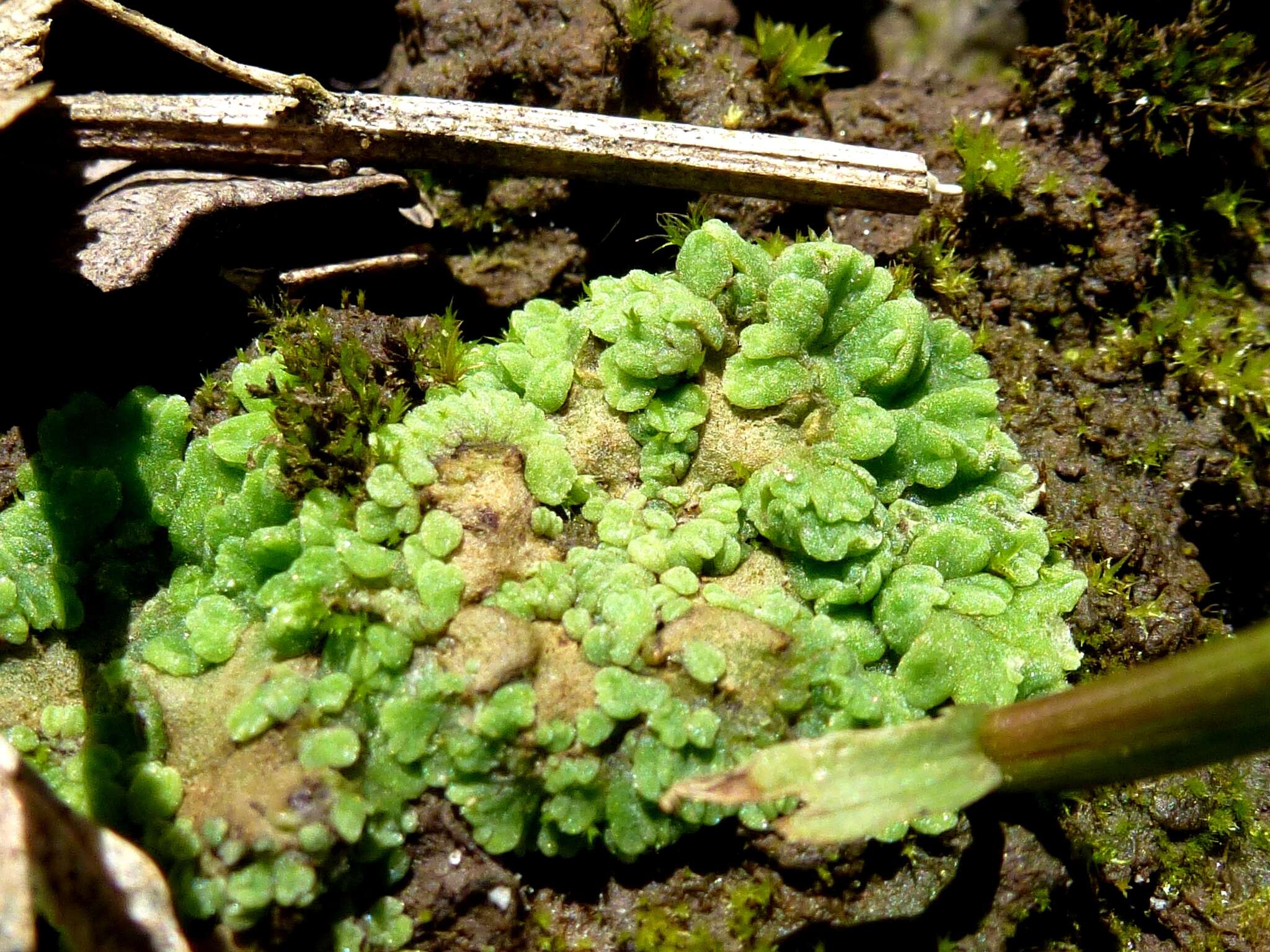 Image of Riccia glauca L.