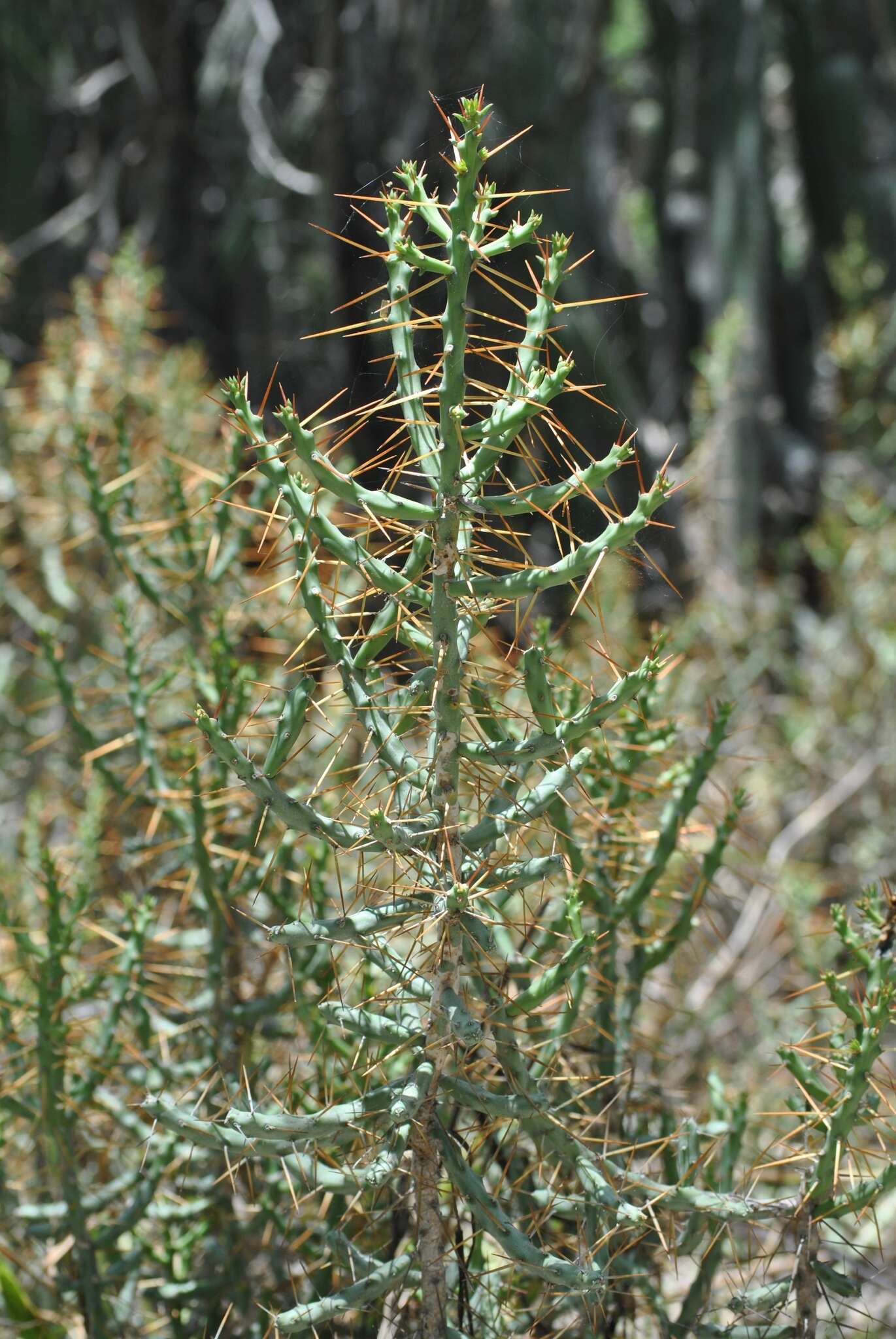 Image of Cylindropuntia caribaea (Britton & Rose) F. M. Knuth