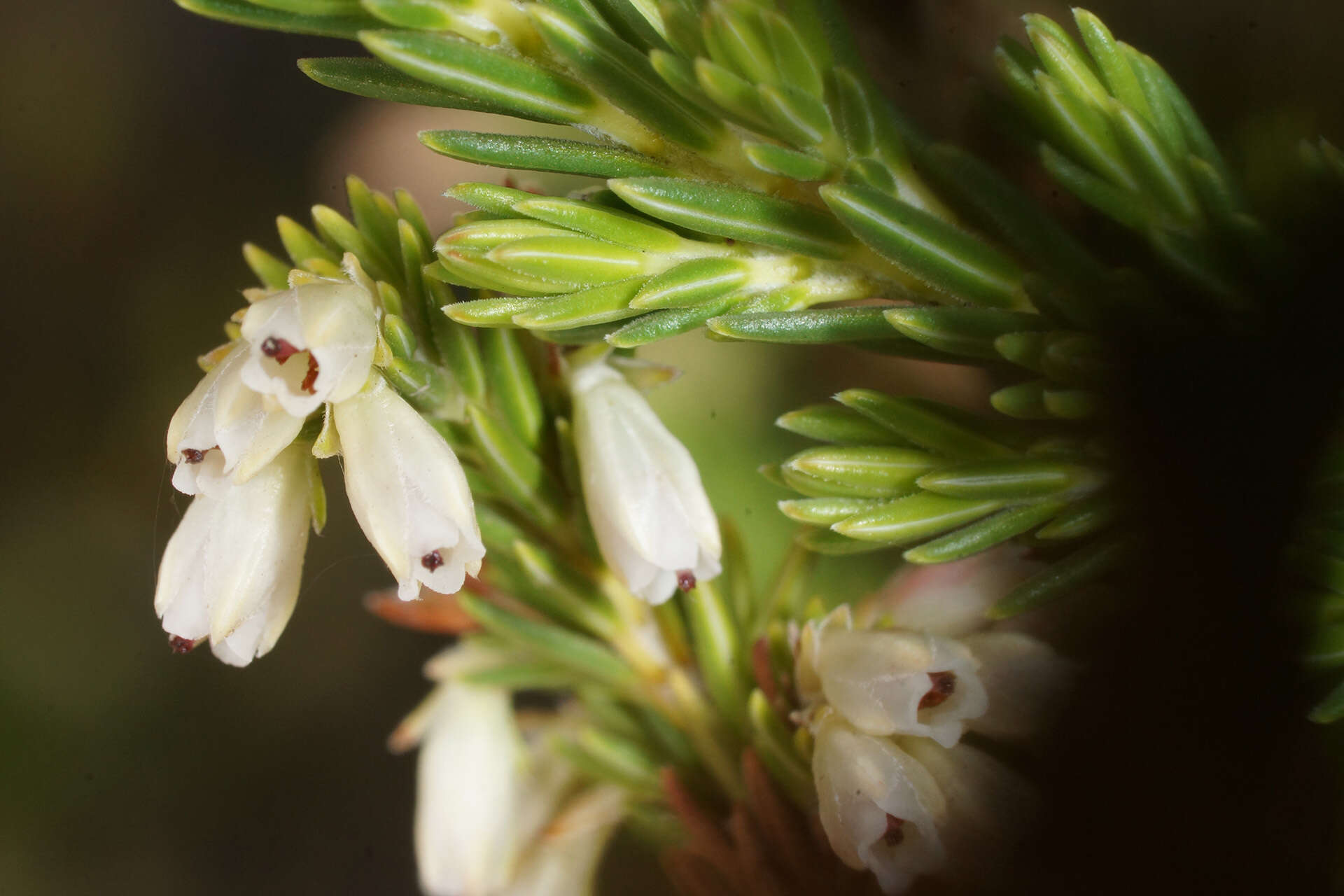 Слика од Erica caffrorum Bolus