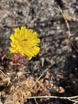 Image of leafy desertdandelion