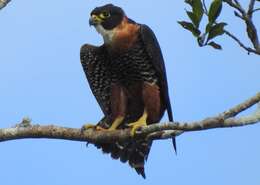 Image of Orange-breasted Falcon