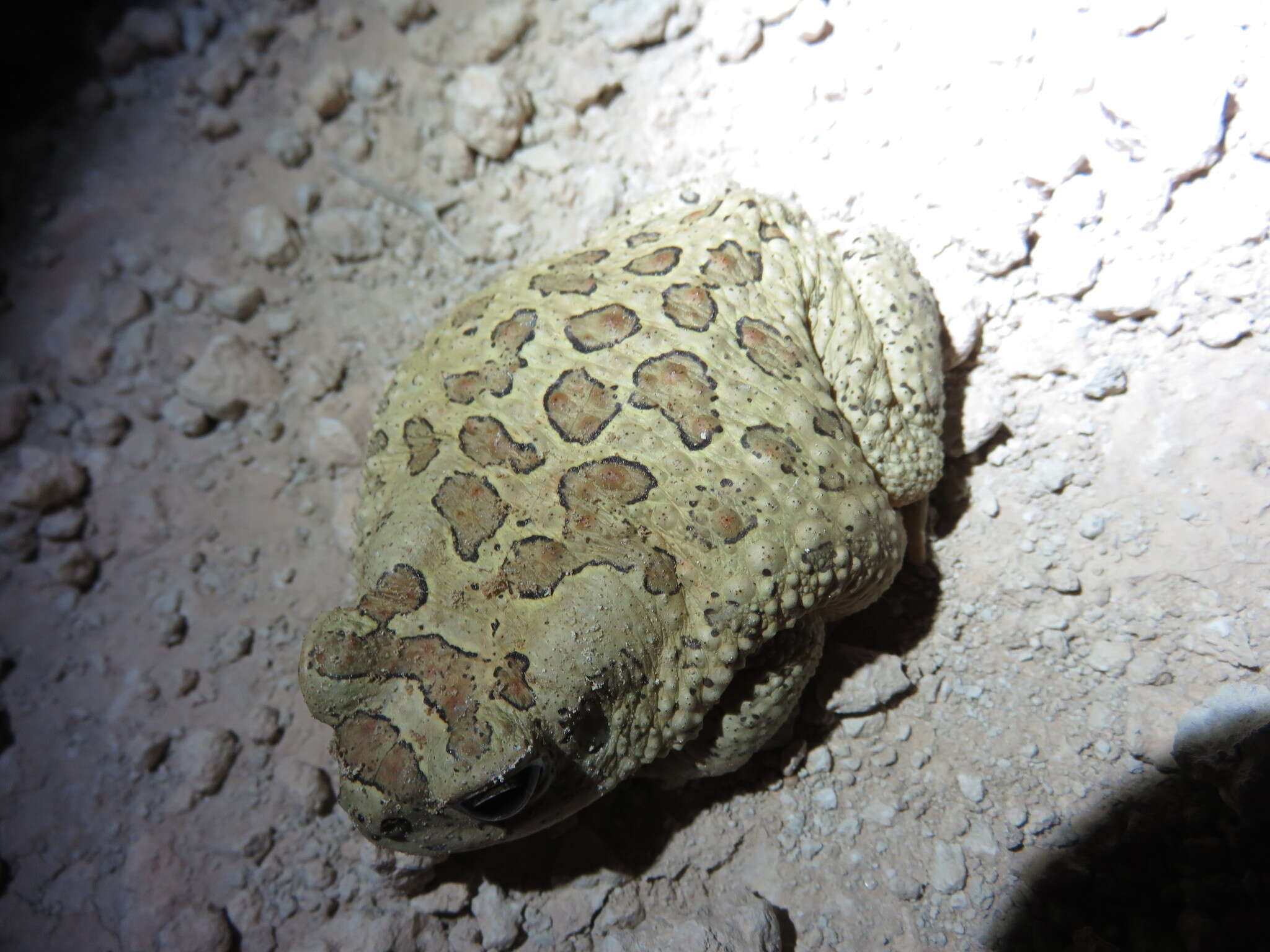 Image of Berber Toad