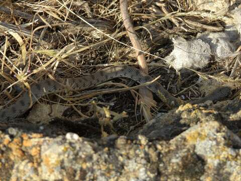 Image of Spotted Desert Racer