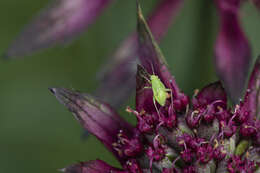 صورة Apolygus spinolae (H. Meyer-Dur 1841)