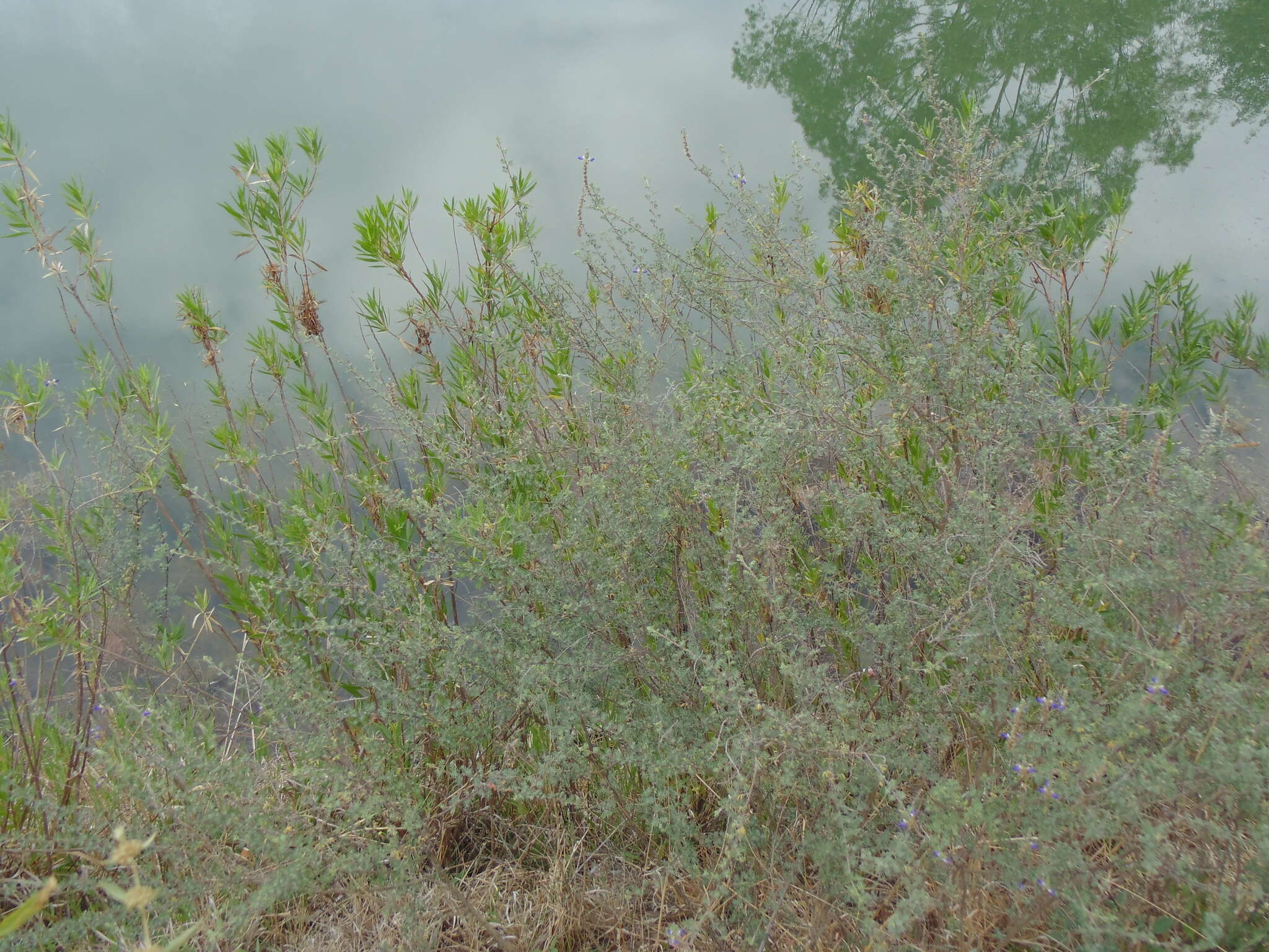 Imagem de Dalea bicolor Willd.