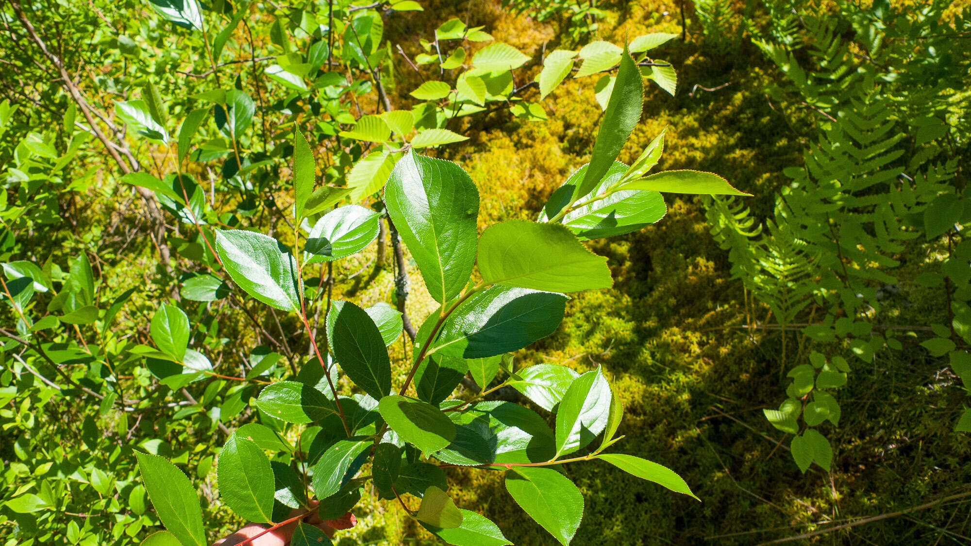 Photinia floribunda (Lindl.) K. R. Robertson & J. B. Phipps的圖片