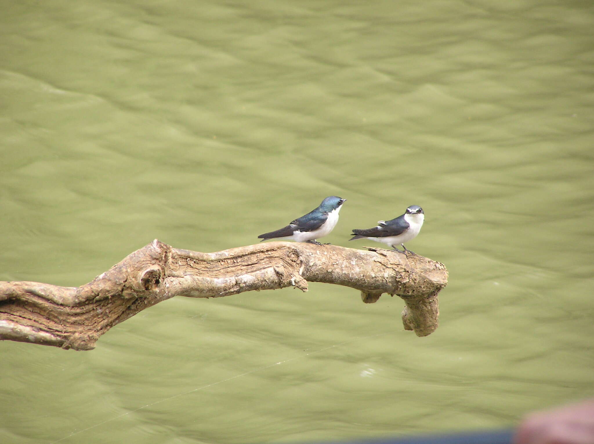 Image of Mangrove Swallow