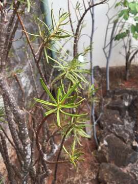 Image of Talinum galapagosum (H. St. John) M. A. Hershkovitz