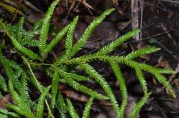 Image of Pseudodiphasium volubile (G. Forst.) Holub