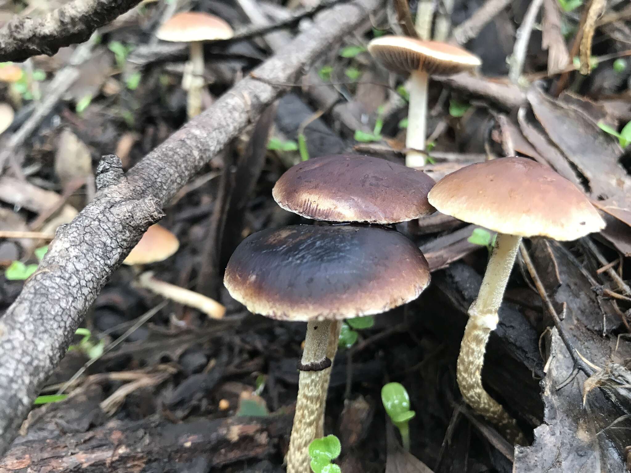 Image of Leratiomyces squamosus var. thraustus (Kalchbr.) Bridge & Spooner