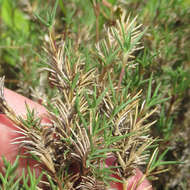 Image of Shore Grass