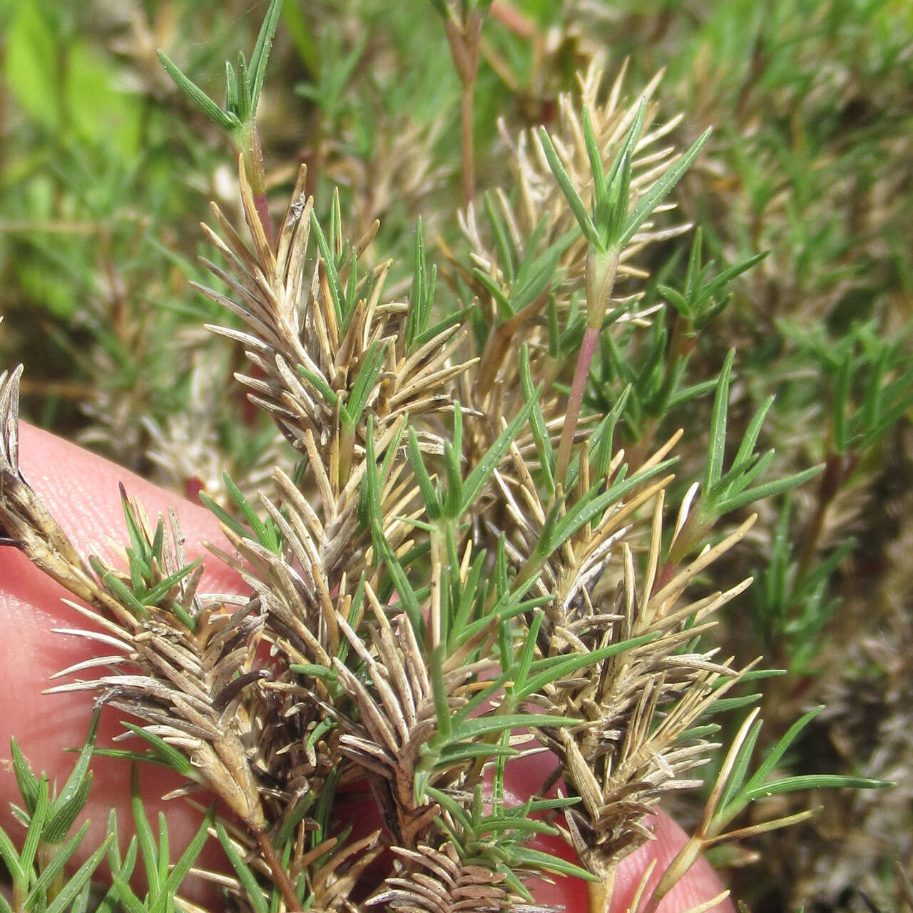 Image of Shore Grass