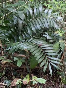 Image of Cycad