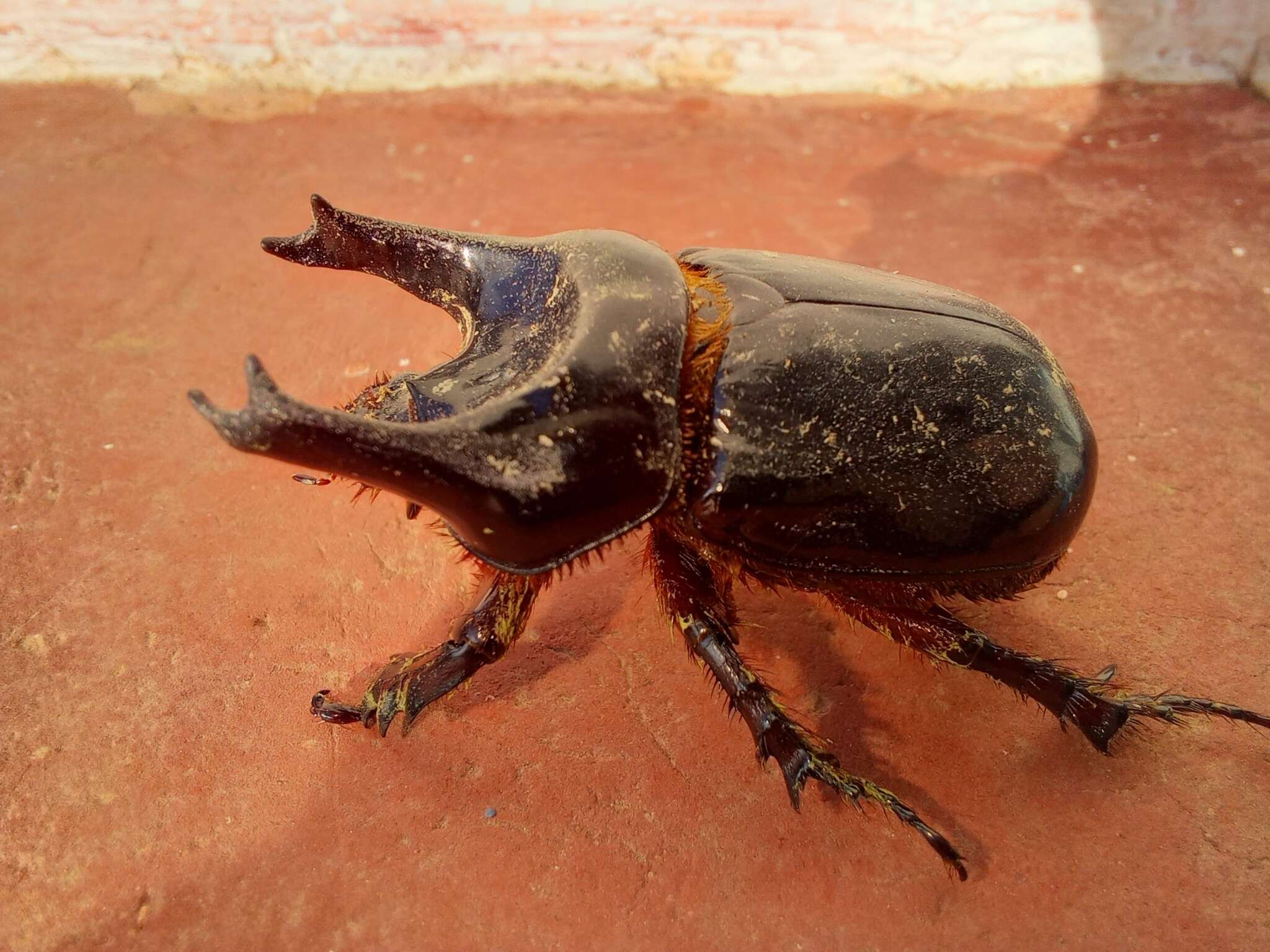 Image of Bothynus entellus (Le Peletier & Serville 1828)