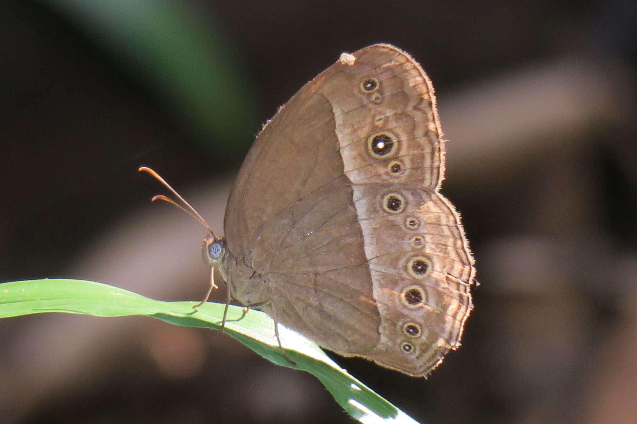 Image of Mycalesis perseoides Moore (1890)