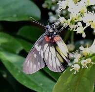 Image of Delias pasithoe (Linnaeus 1758)