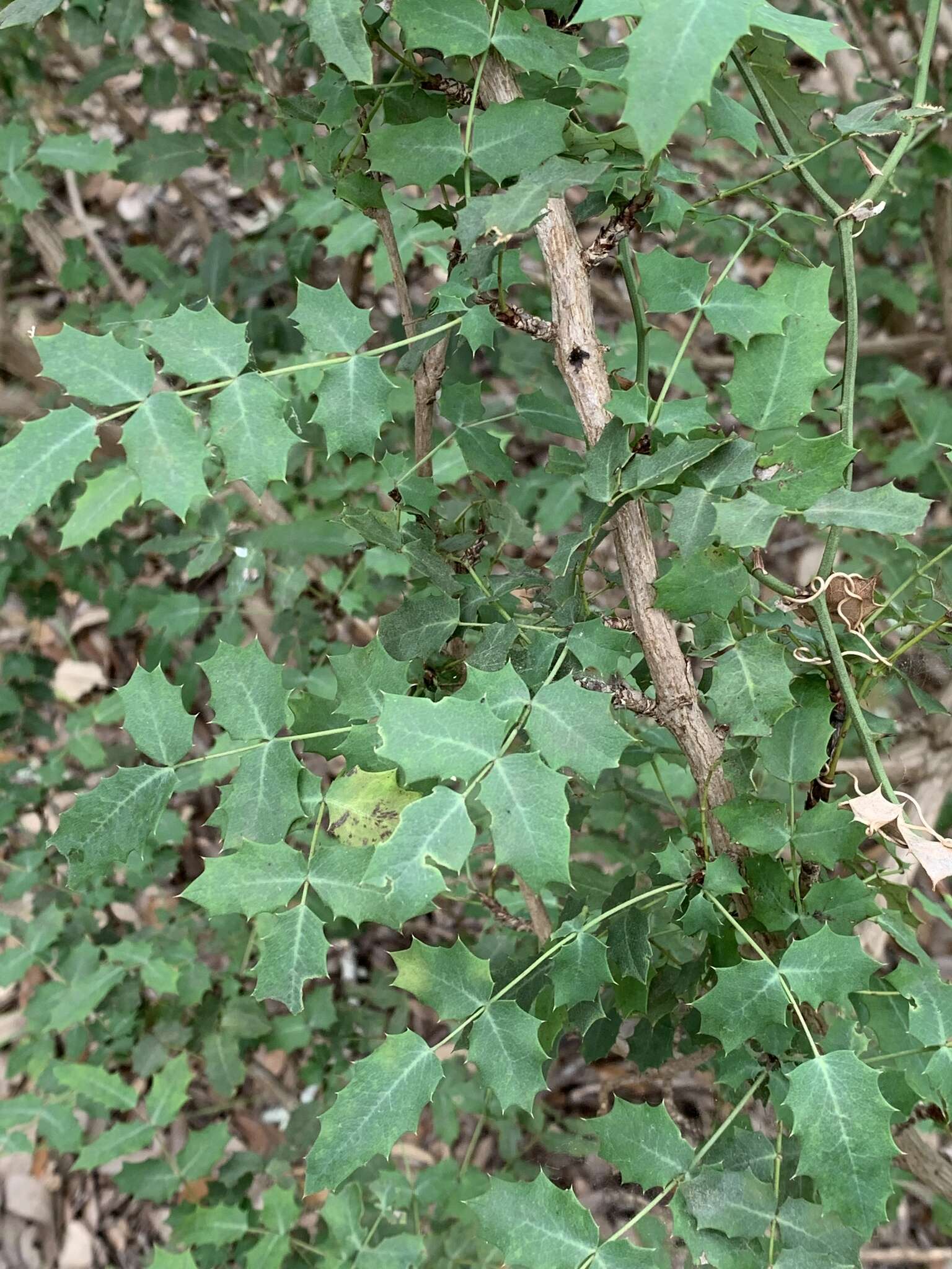 Image of Texas barberry