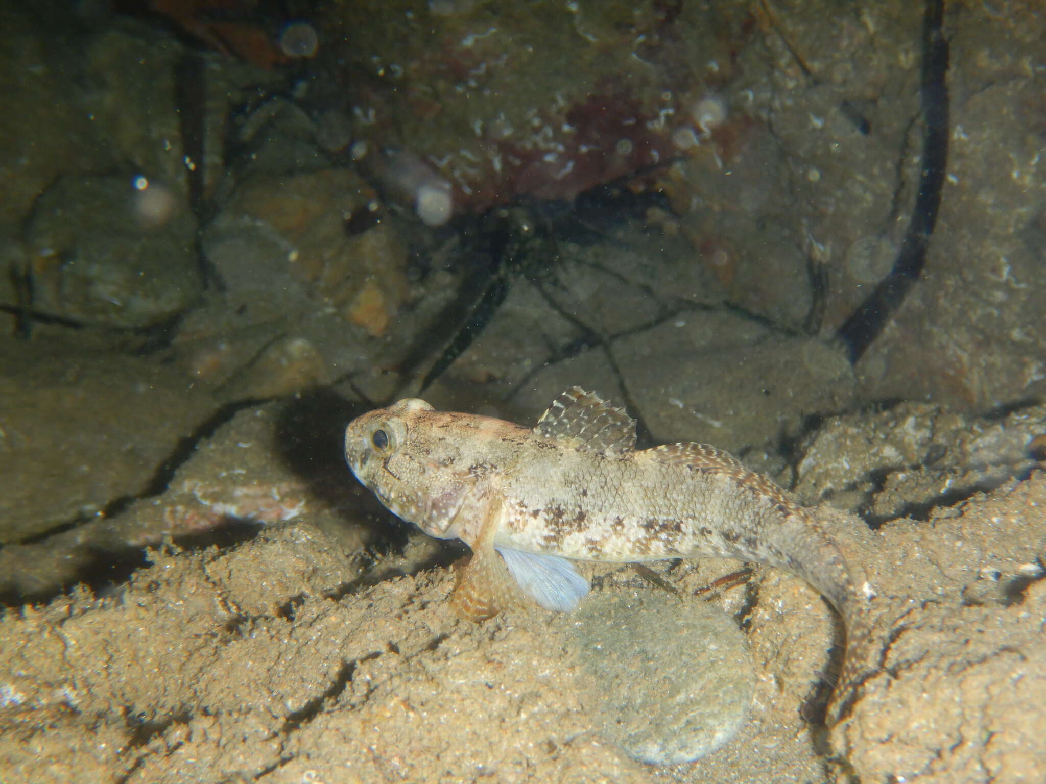 Image of Rock Goby