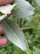 Image of Gray-Leaf Sierran Willow