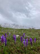 Image of Crocus neapolitanus (Ker Gawl.) Loisel.