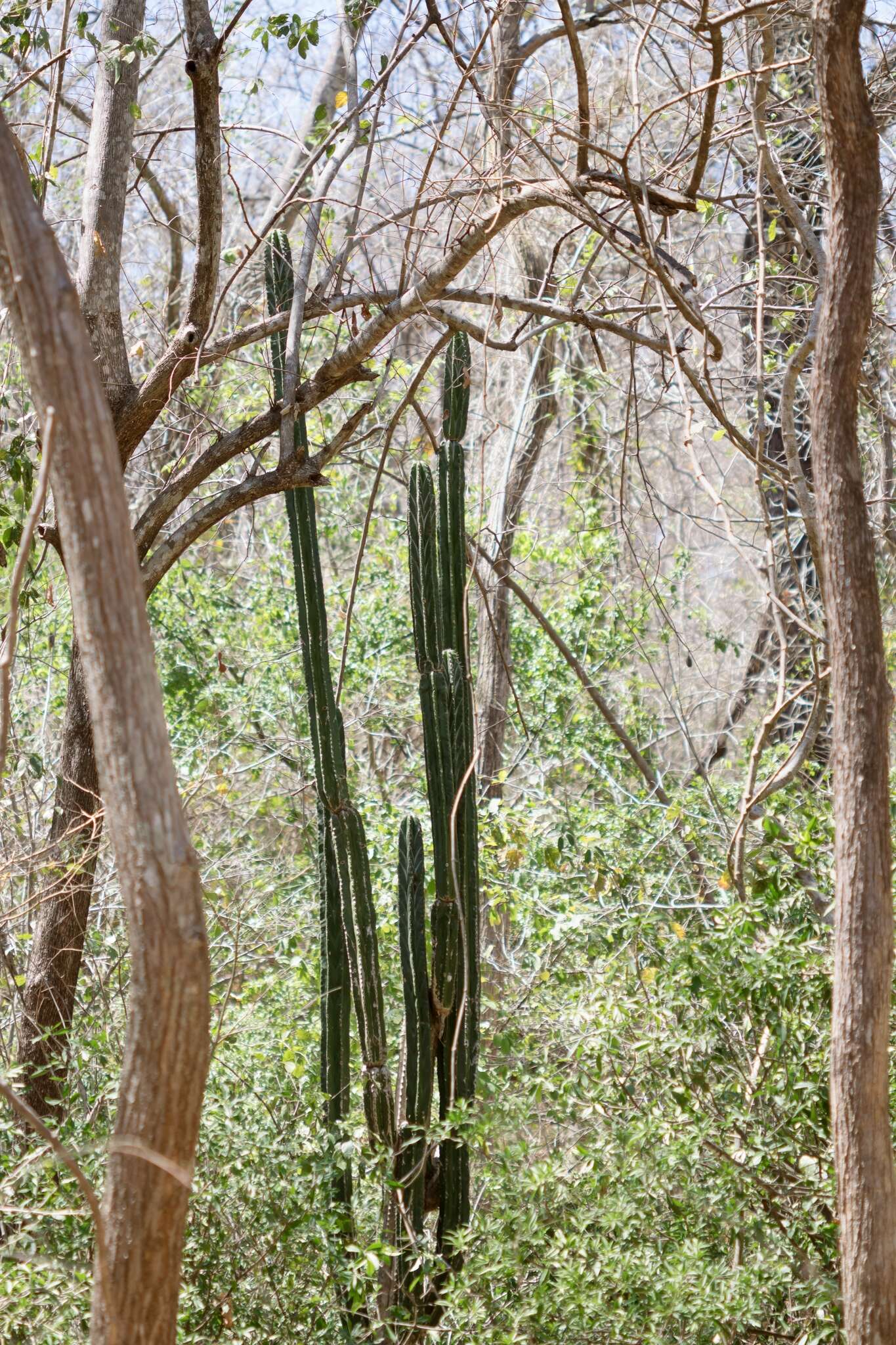 Stenocereus aragonii (F. A. C. Weber) Buxb.的圖片