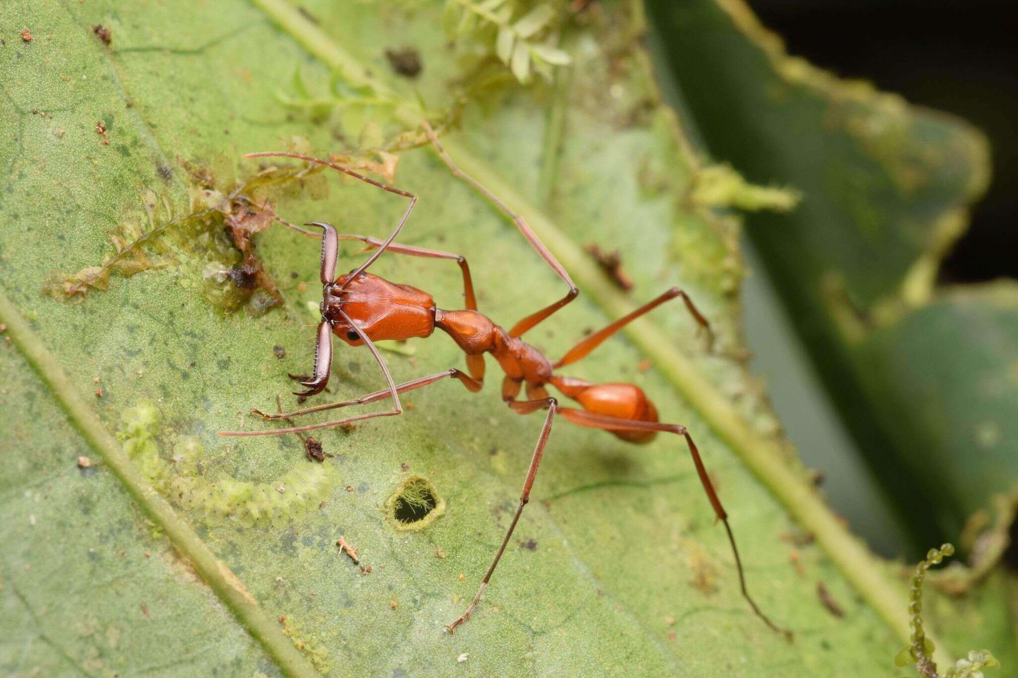 Imagem de Odontomachus davidsoni