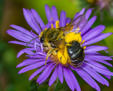 Imagem de Colletes compactus Cresson 1868