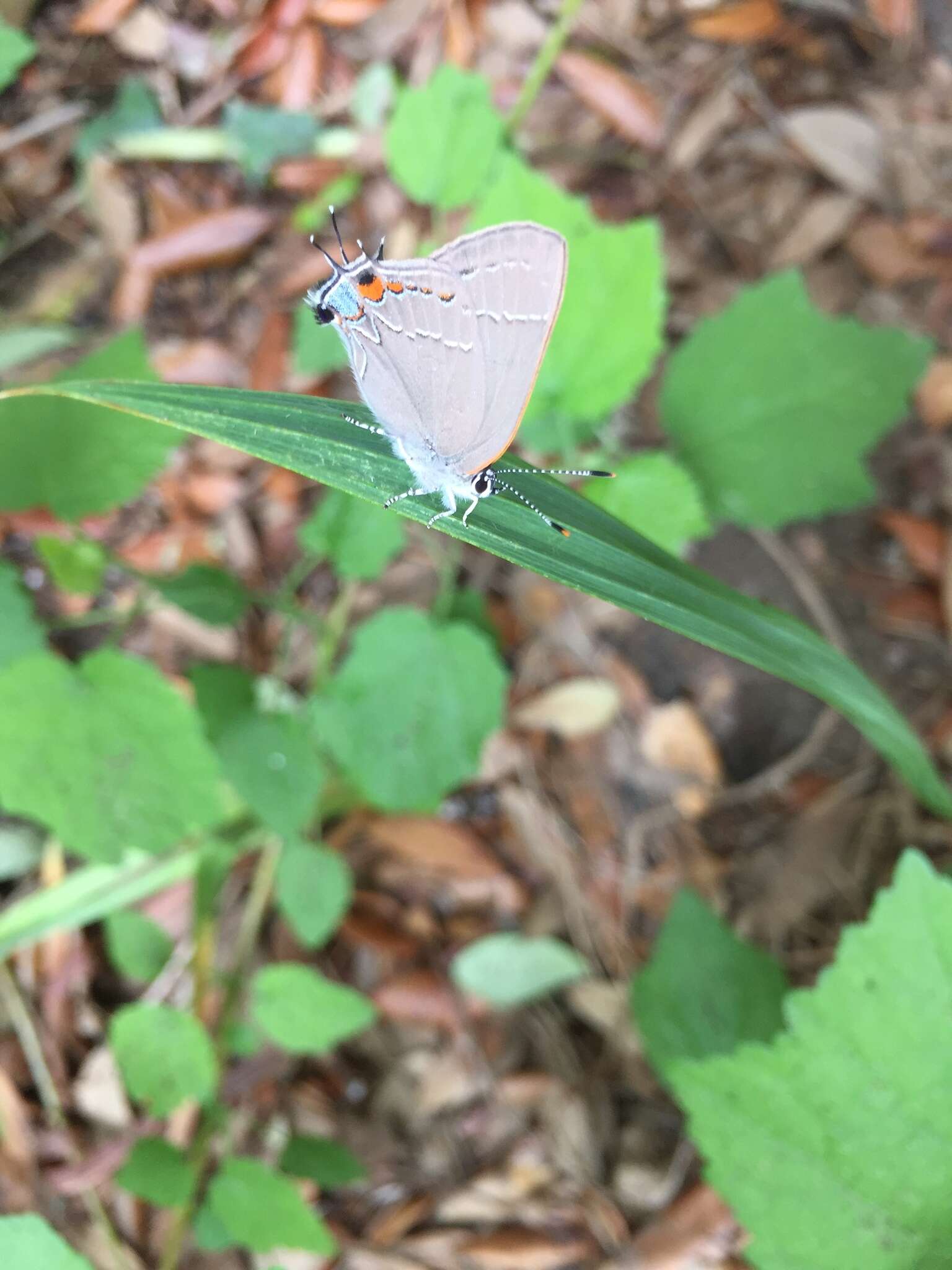 Imagem de <i>Satyrium favonius ontario</i>