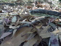 Image of Morelia spilota mcdowelli Wells & Wellington 1984