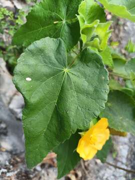 Image of whiteleaf Indian mallow