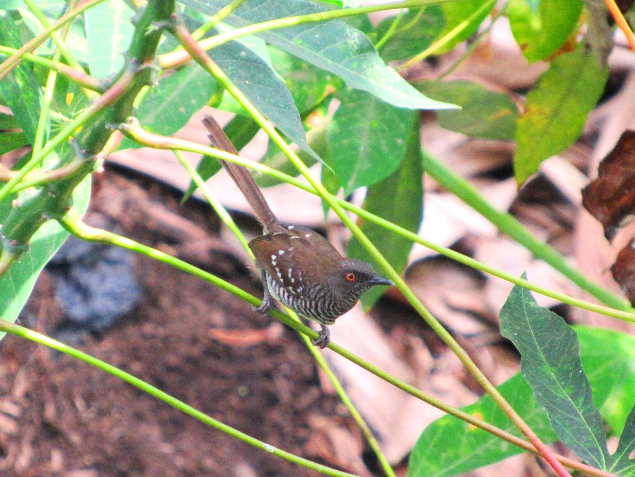 Image of Banded Prinia