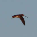 Gallinago nigripennis angolensis Barboza du Bocage 1868 resmi