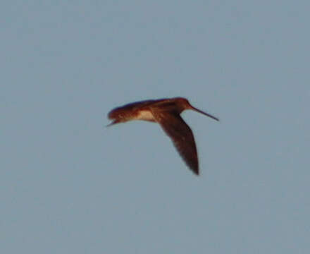 صورة Gallinago nigripennis angolensis Barboza du Bocage 1868