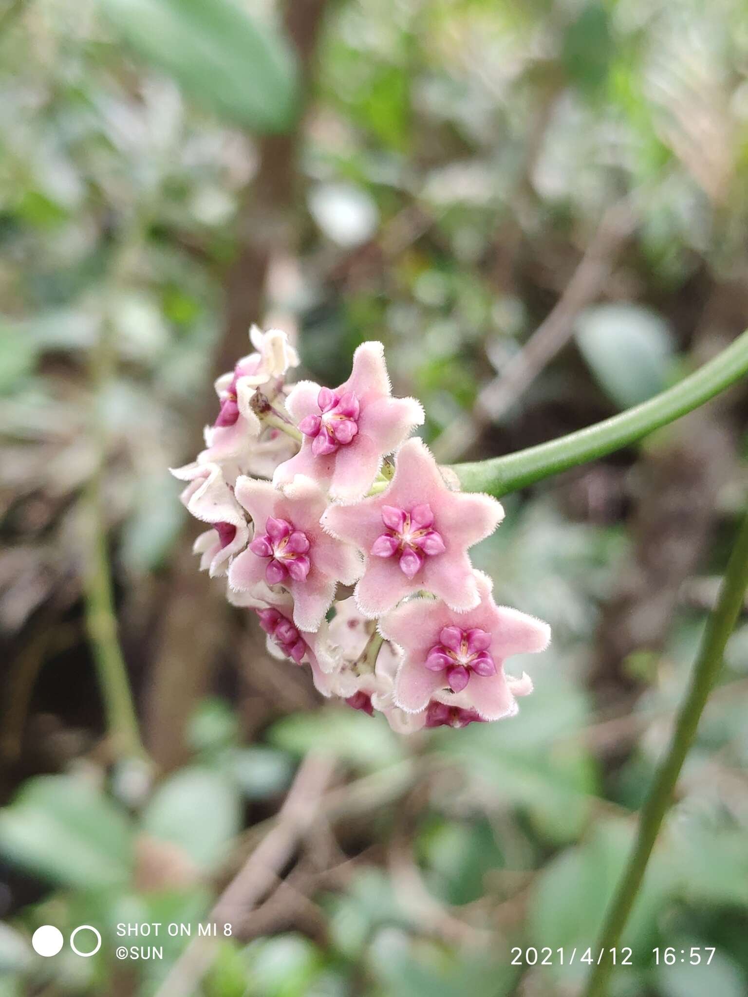 Image of Hoya diversifolia Bl.