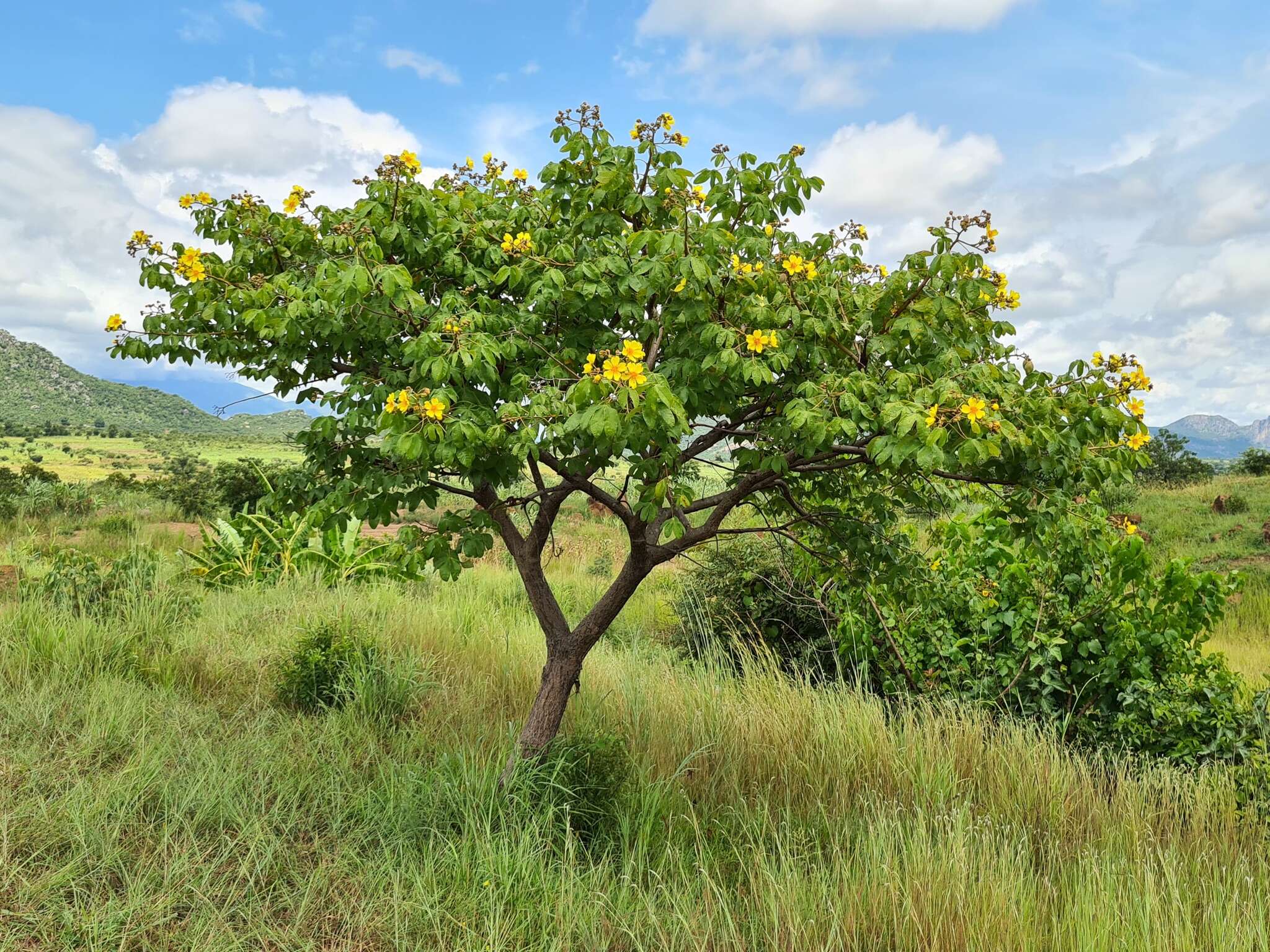 Imagem de Cochlospermum angolense Welw. ex Oliv.